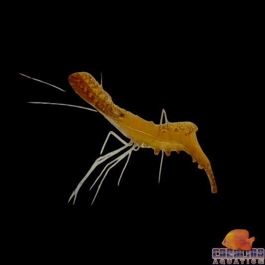 Shrimp - Donald Duck