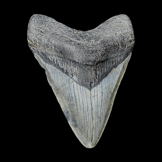 Megalodon Tooth
