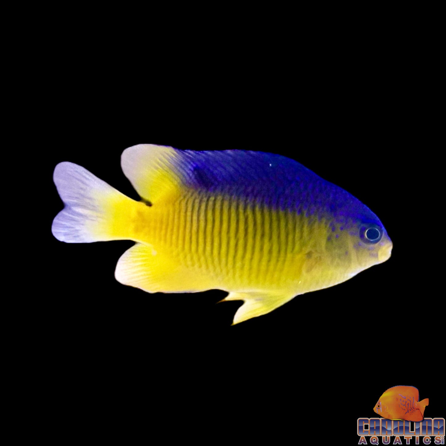 Damsel - Beaugregory