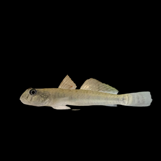 Misc - Goby Candy Cane 2in