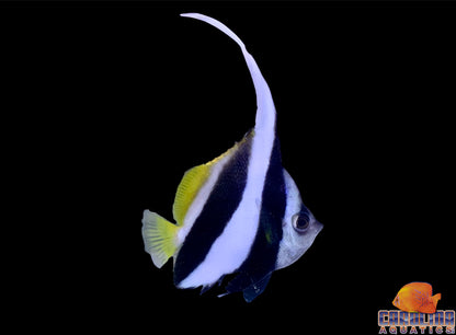 Butterfly - Heniochus Black & White Lg