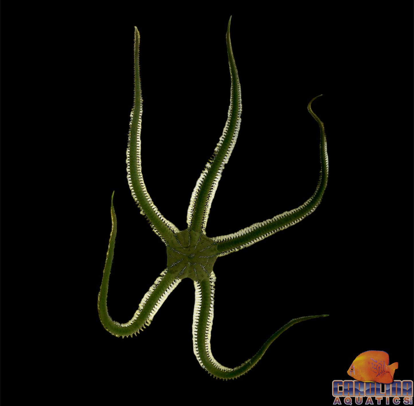 Starfish - Brittle Green