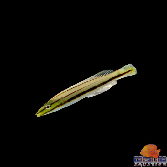 Wrasse - Orange Pencil