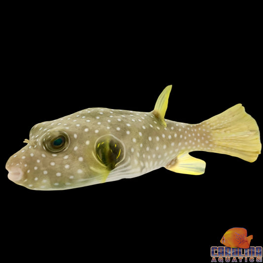 Puffer - Dogface Stars and Stripes