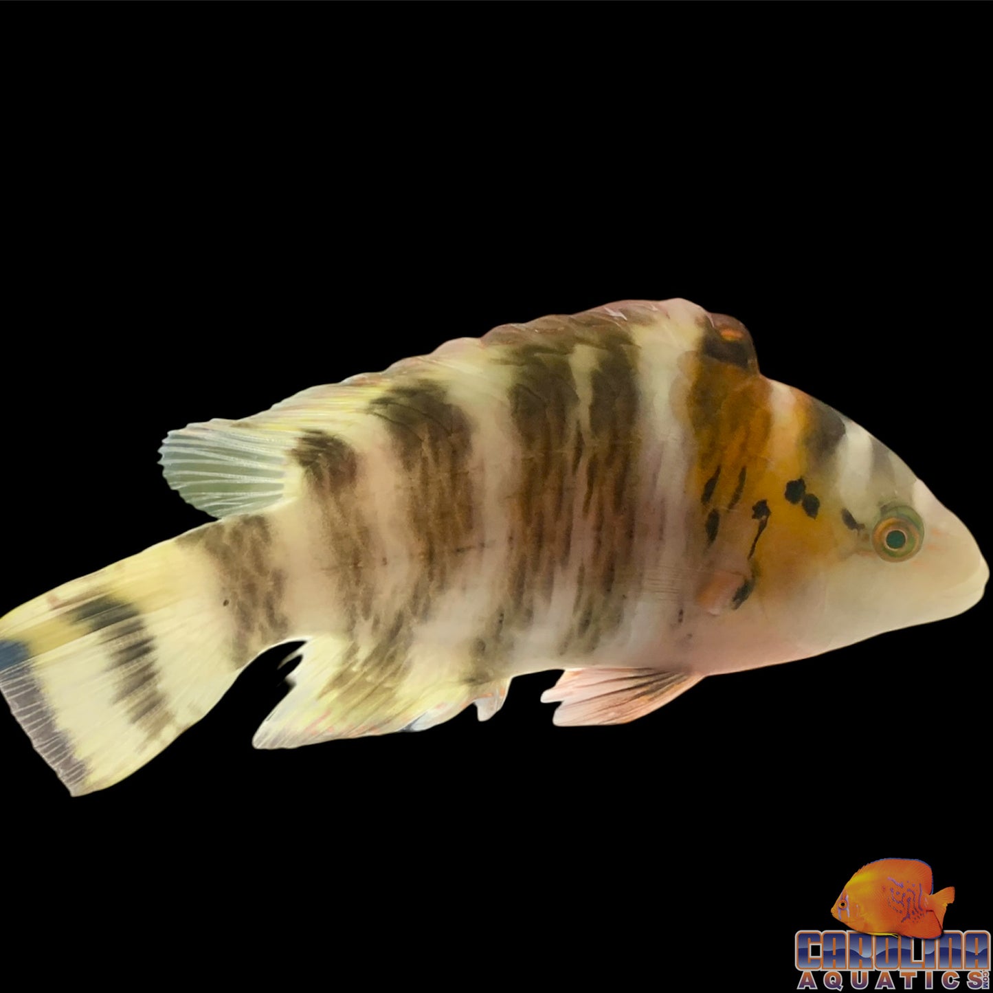 Wrasse - Red Breasted