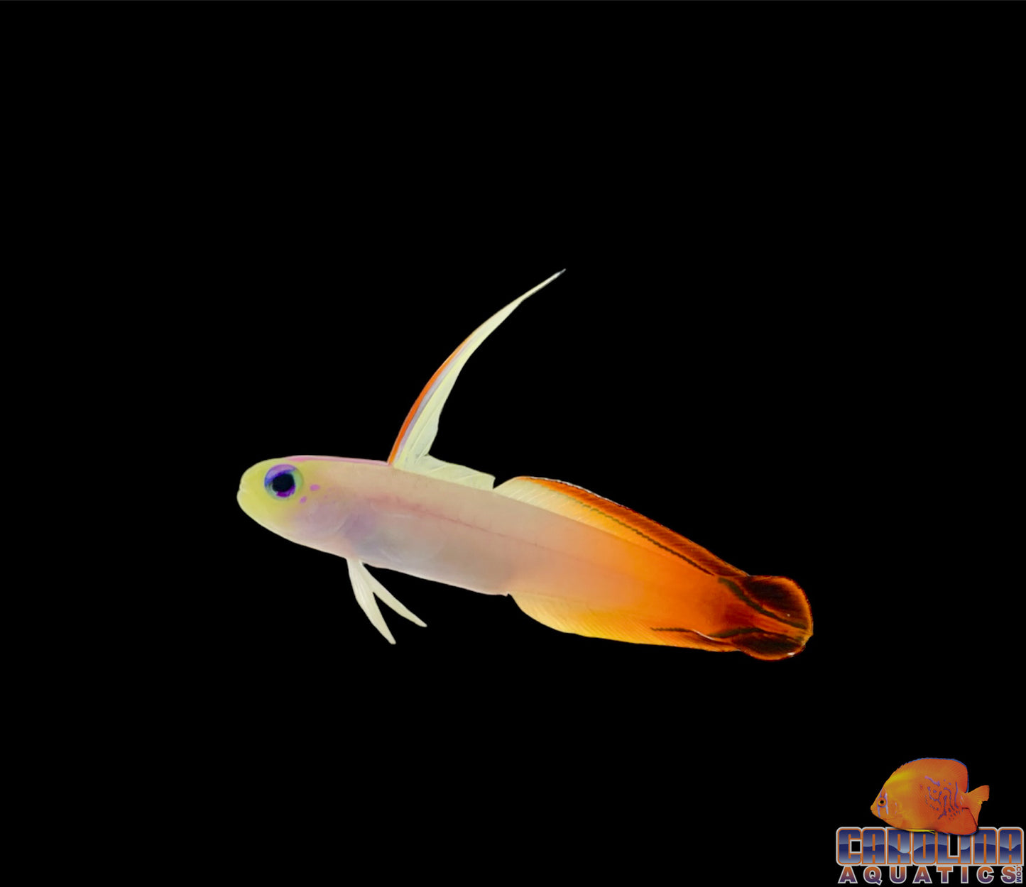 Goby - Firefish