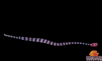 Pipefish - Banded