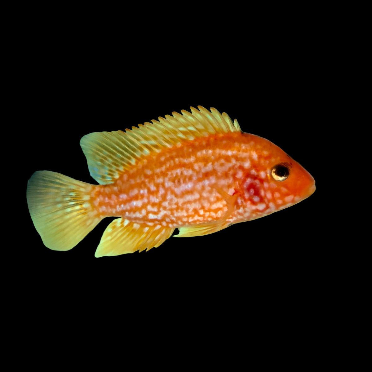 Cichlid - True Red Texas A Grade 3.5-4in