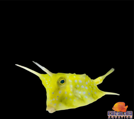 Cowfish - Longhorn Md/Lg