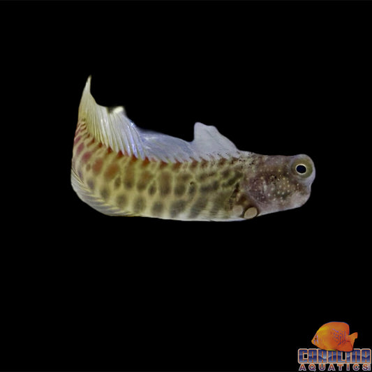 Blenny - Segmented