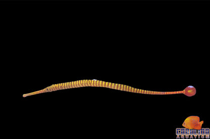 Pipefish - Manybanded