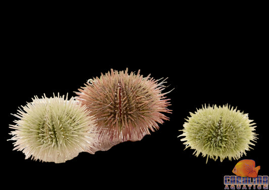 Urchin - Pincushion