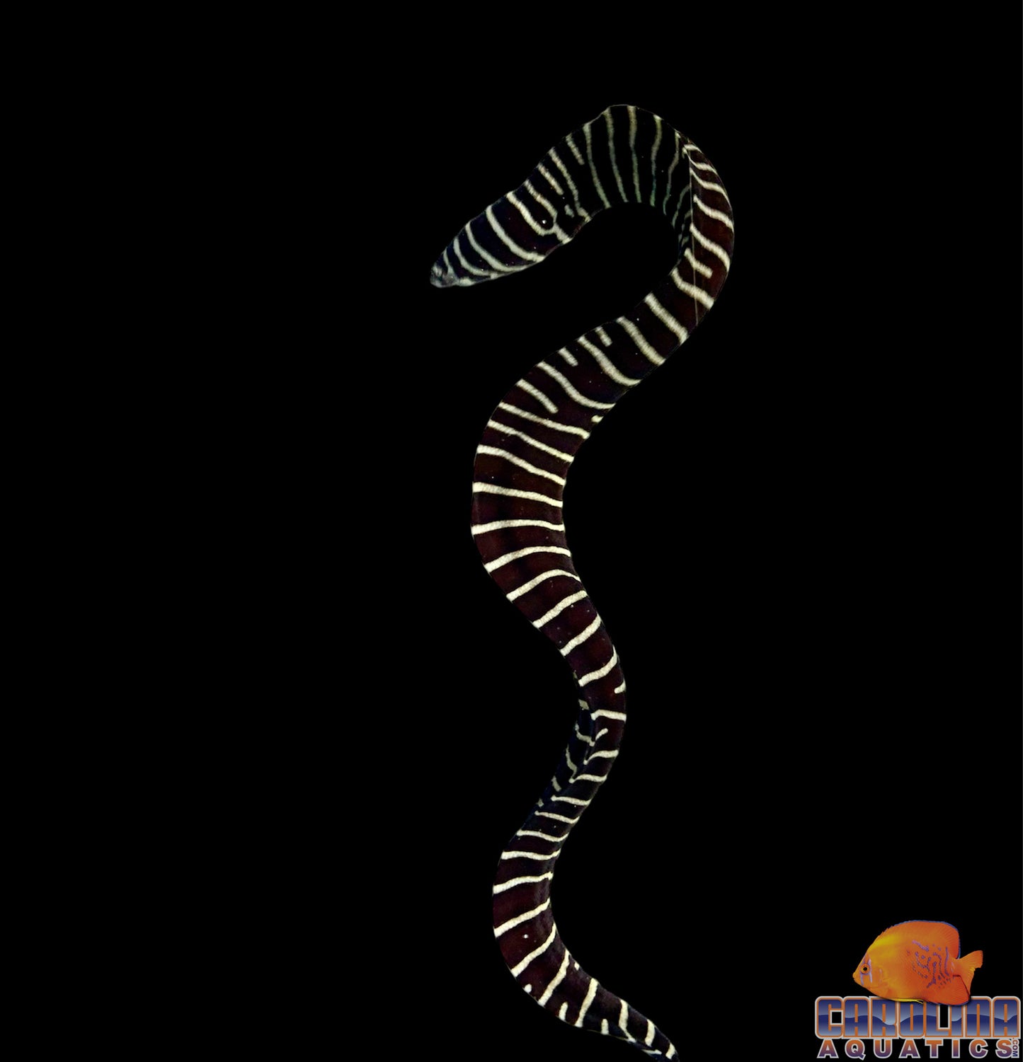 Eel - Zebra