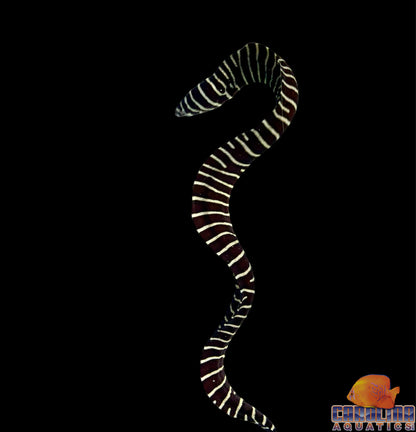 Eel - Zebra