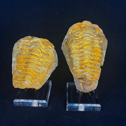 Trilobite Geodes