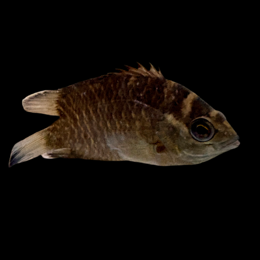 Misc - Malabar Leaf Fish Med