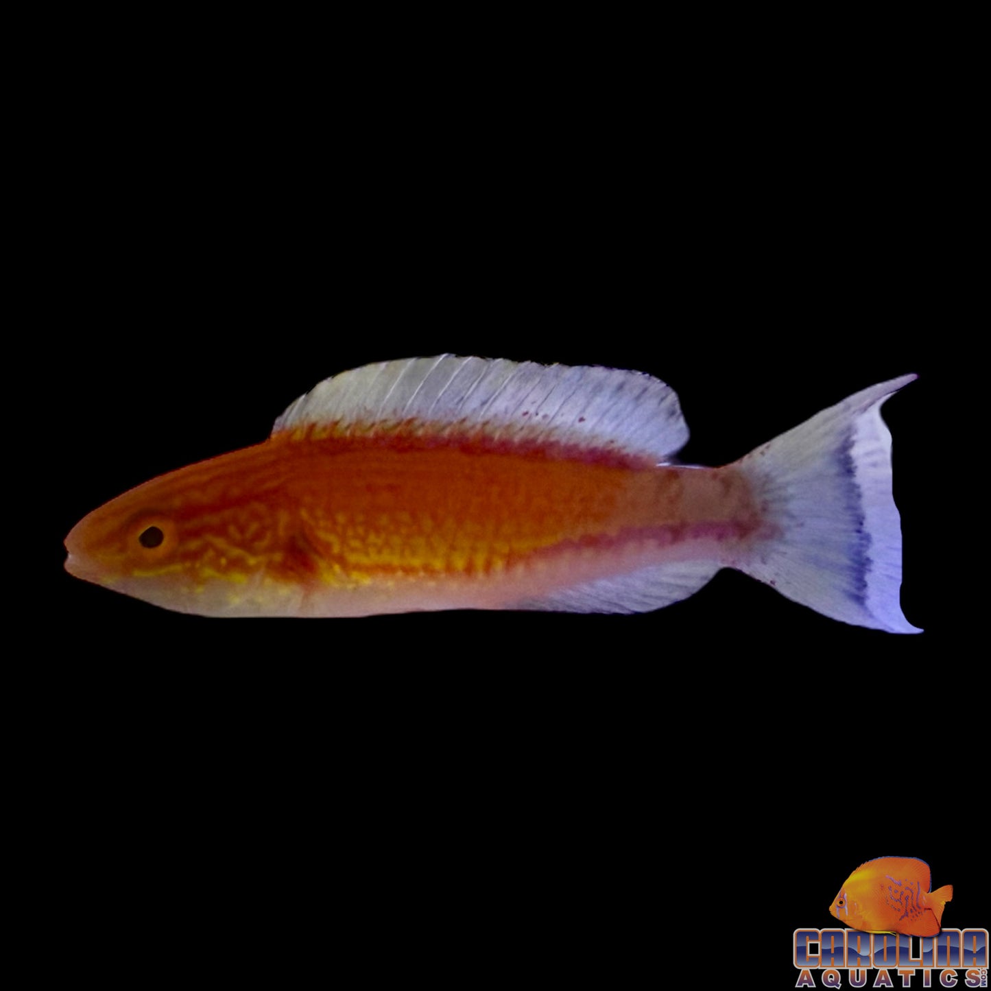 Wrasse - Fairy Crescent Tail