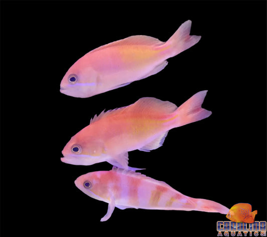 Anthias - Red Fairy