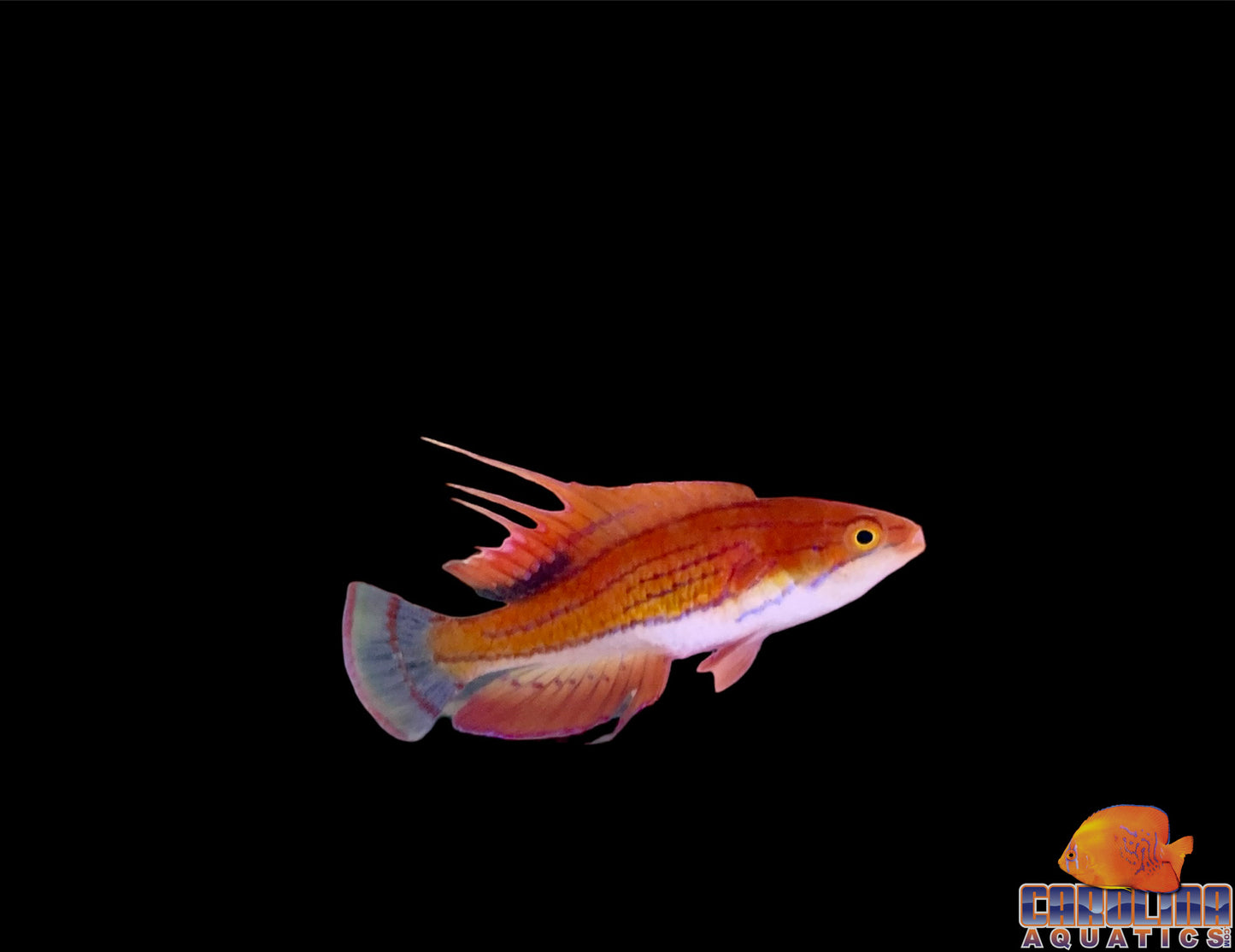 Wrasse - Fairy Carpenters Male