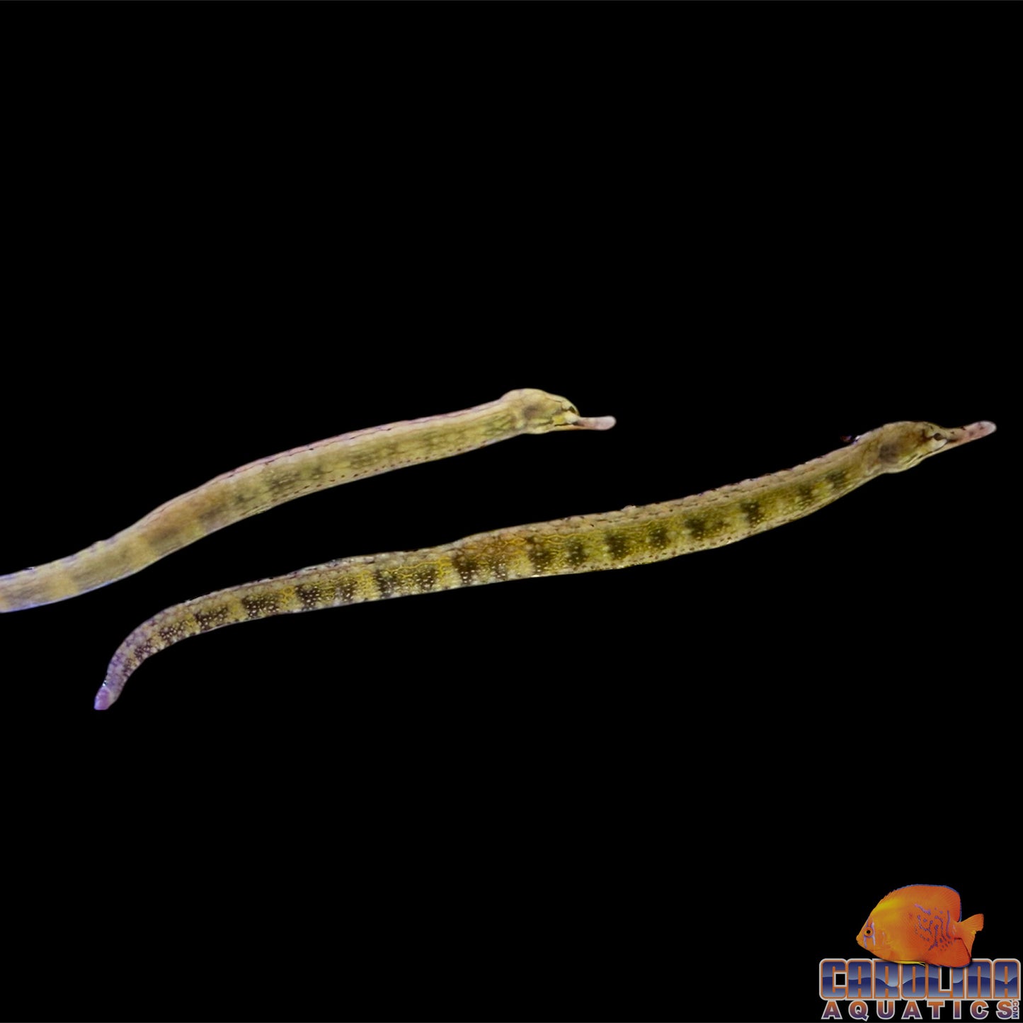 Pipefish - Dragonface