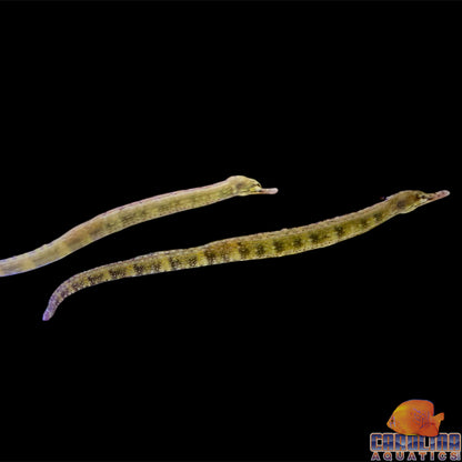 Pipefish - Dragonface