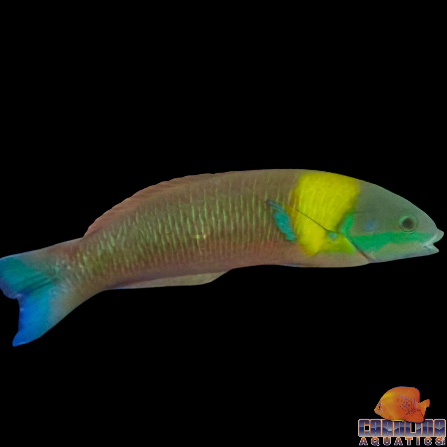 Wrasse - Rainbow Cortez Male