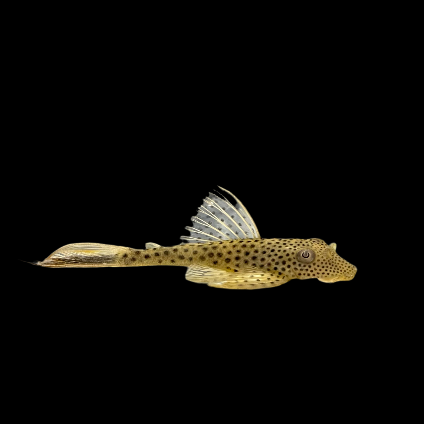 Pleco - Redfin Thresher L-011 3in