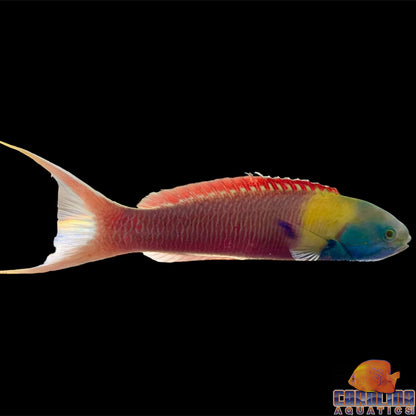 Wrasse - Paddlefin