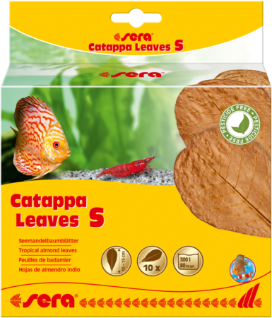 sera Catappa Leaves