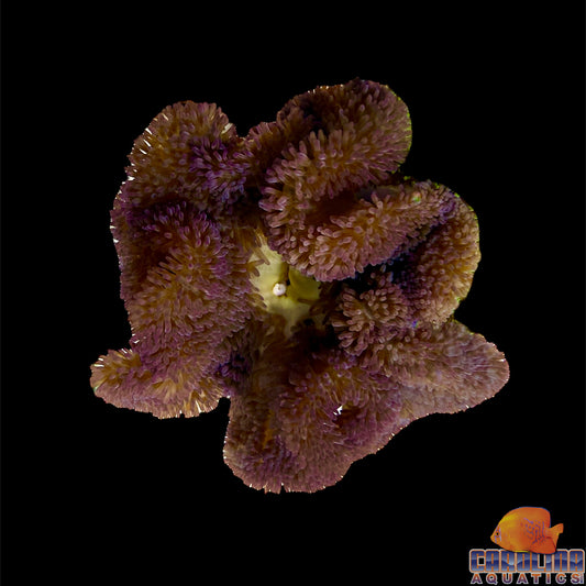 Anemone - Carpet Gigantea Purple
