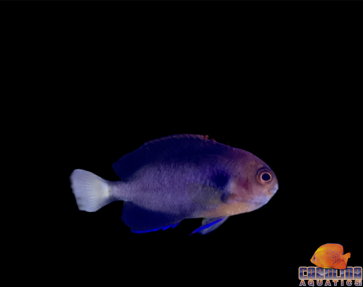 Angel - Pygmy (Pacific)