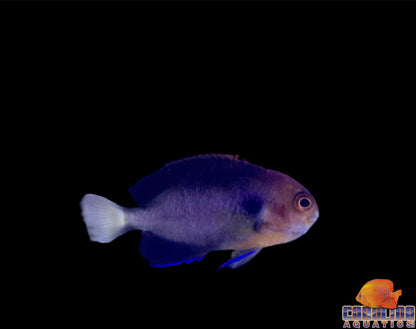 Angel - Pygmy (Pacific)