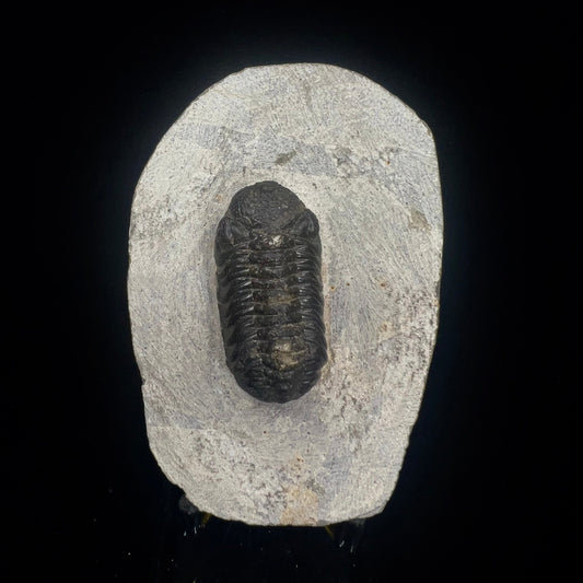 Metacanthian Trilobite in Matrix