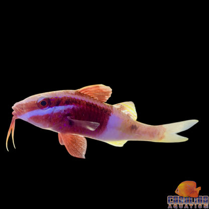 Goatfish - Bicolor Fiji