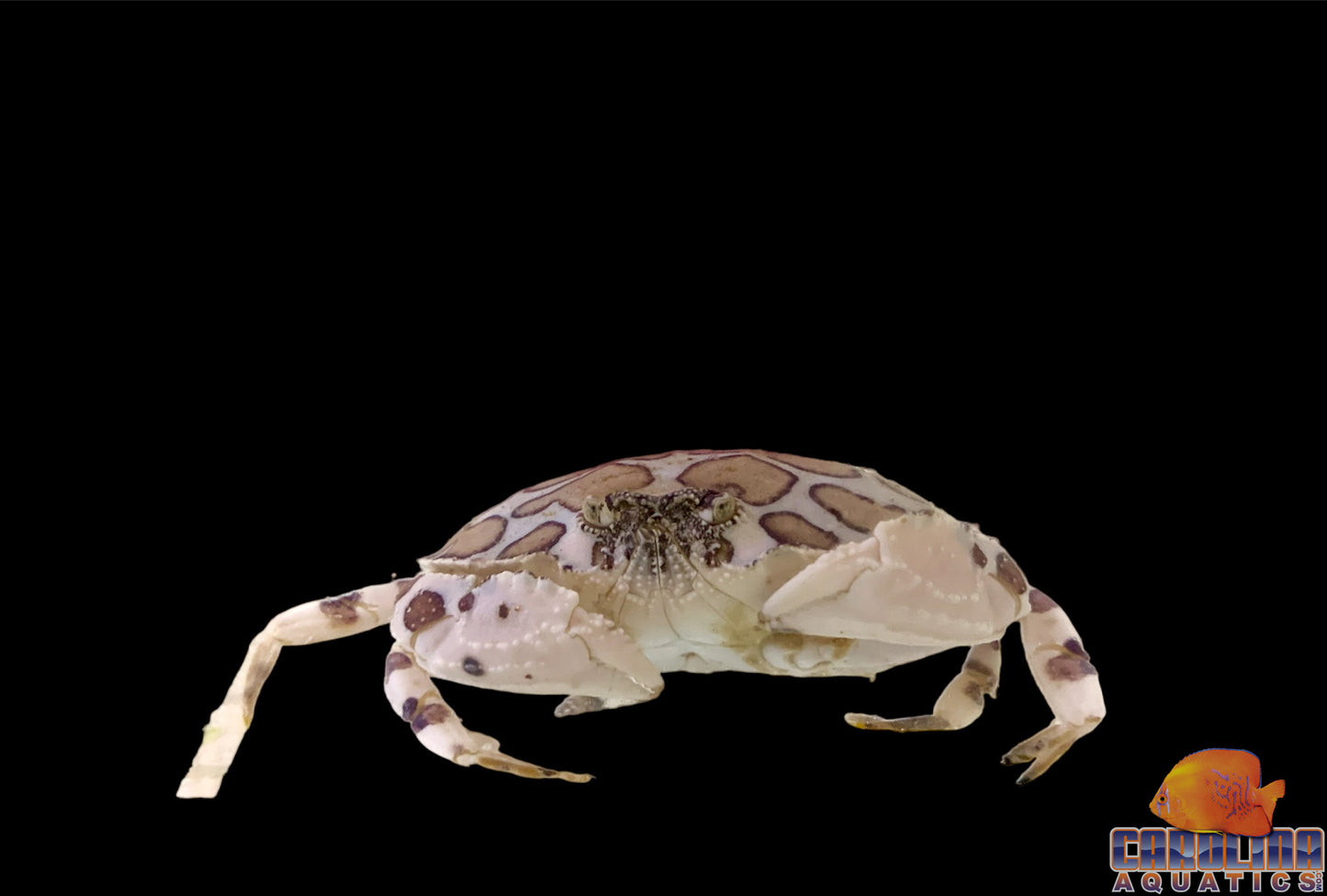 Crab - Calico