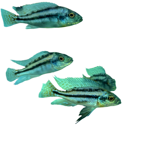 African - Tyrannochromis maculiceps 2.5-3in