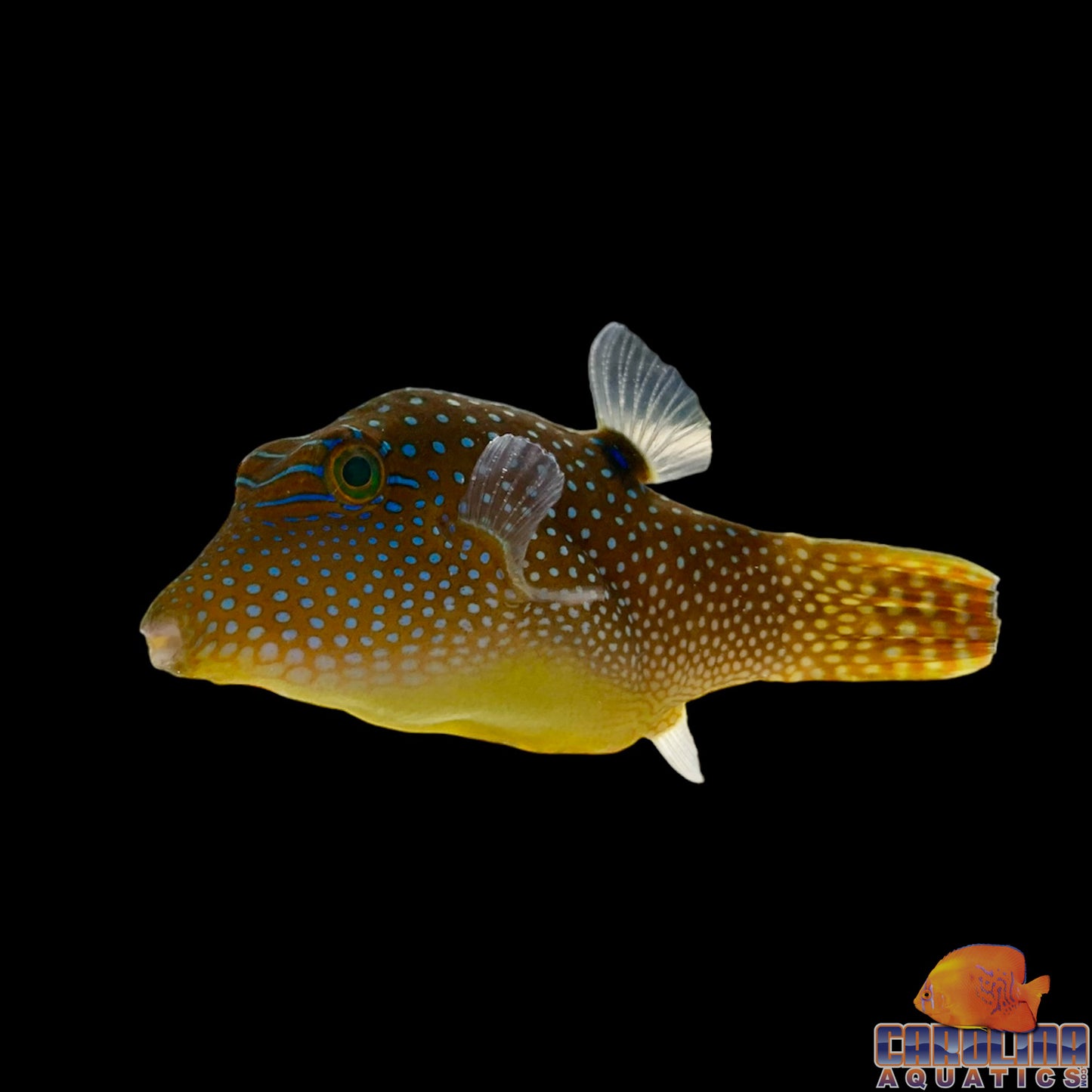Puffer - Fiji Orange Tail