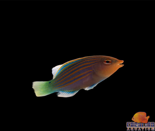 Wrasse - Six line Lg