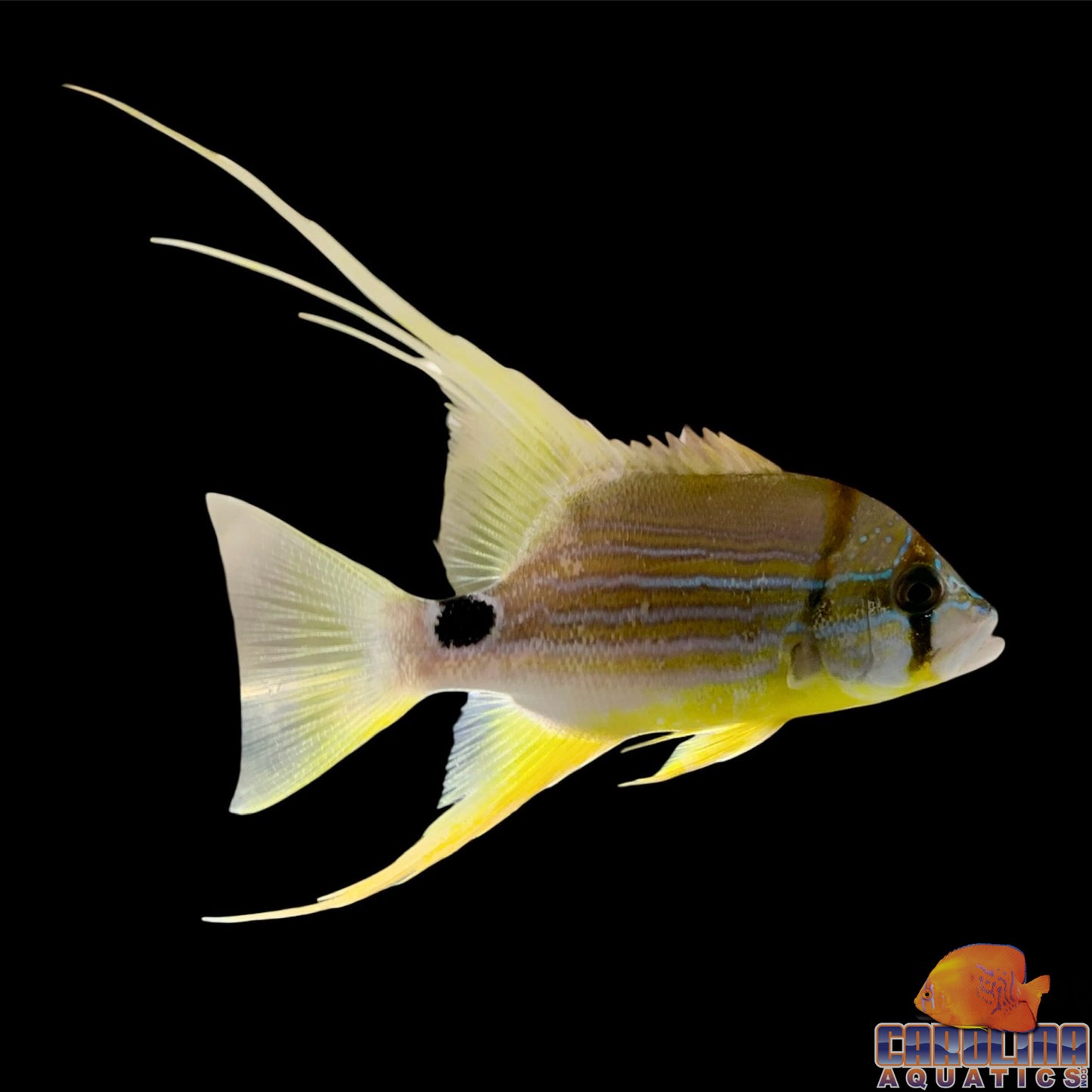 Snapper - Hifin Md/Lg