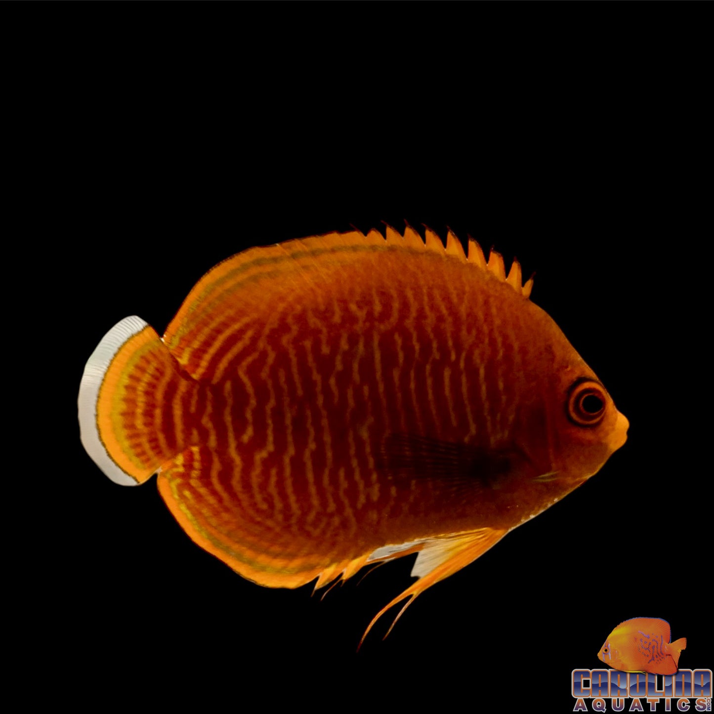Angel - Pygmy Golden