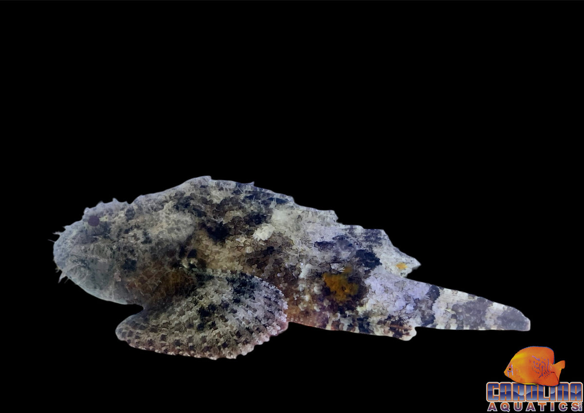 Scorpionfish - Spotted Jumbo