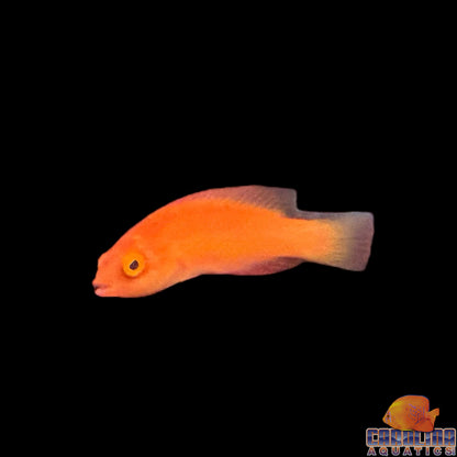 Wrasse - Fairy Magma