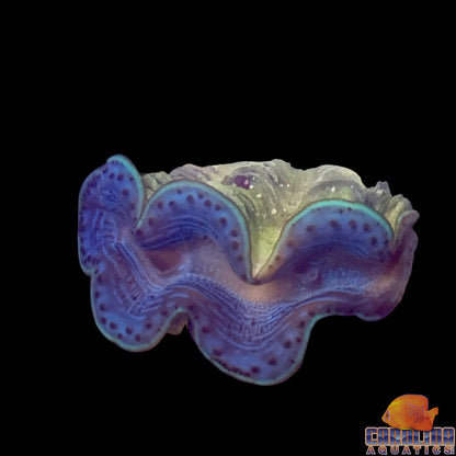 Clam - Maxima Red Sea Cultured