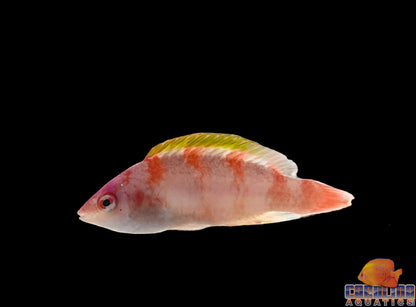 Wrasse - Fairy Yellow Fin