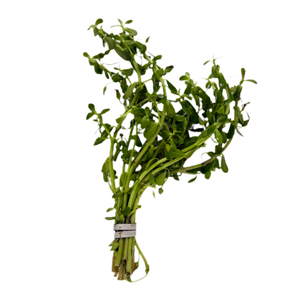 Moneywort