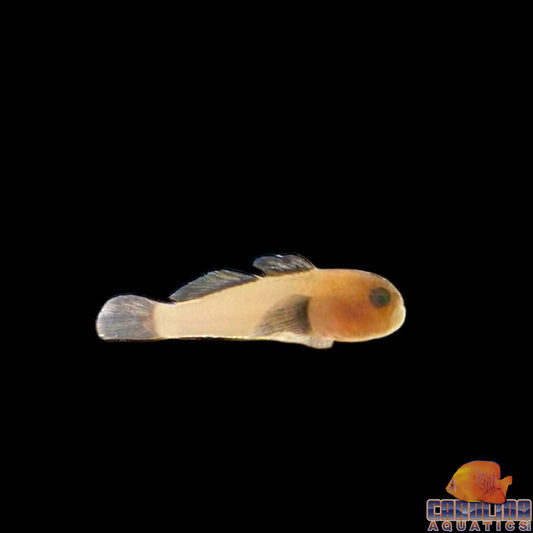 Goby - Clown Panda