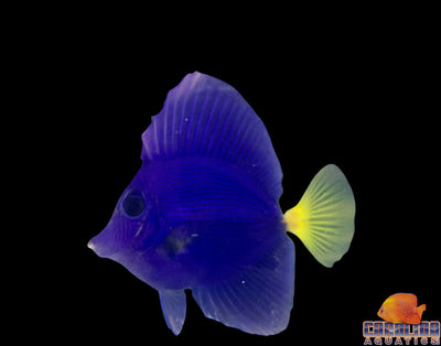 Tang - Purple Sm/Md