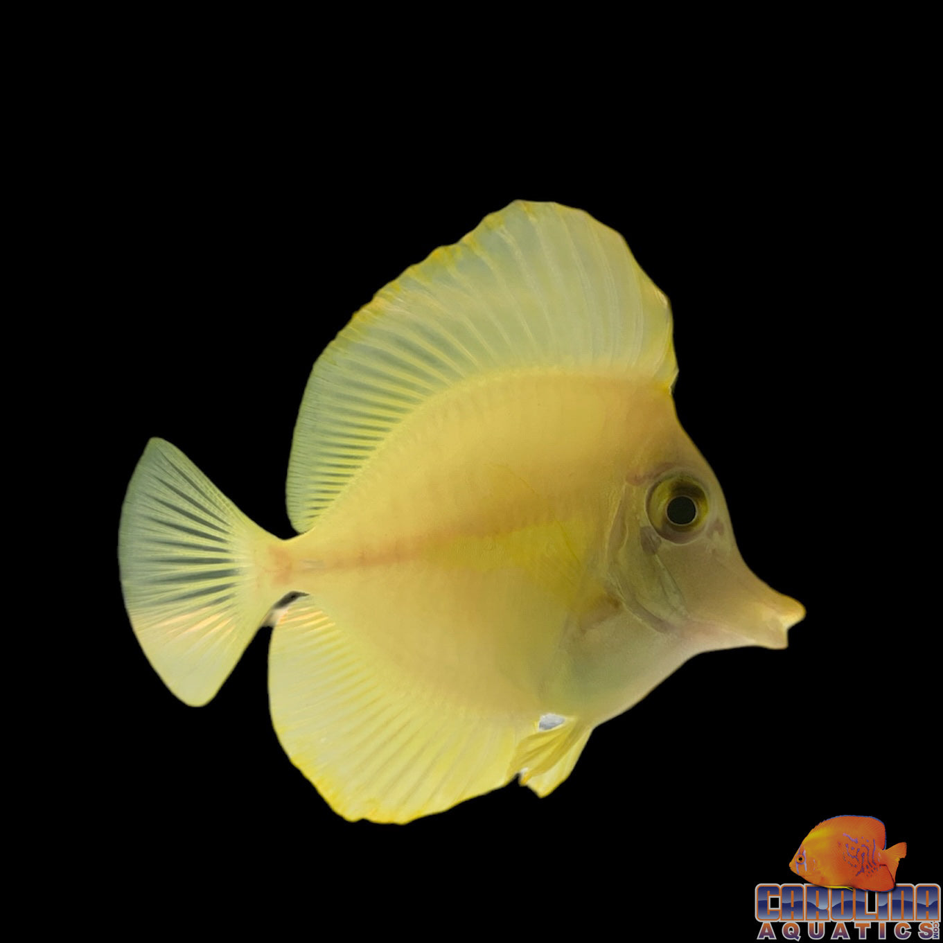 Tang - Yellow Sm T.R.