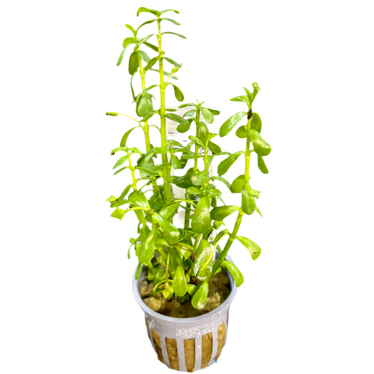 Moneywort Potted