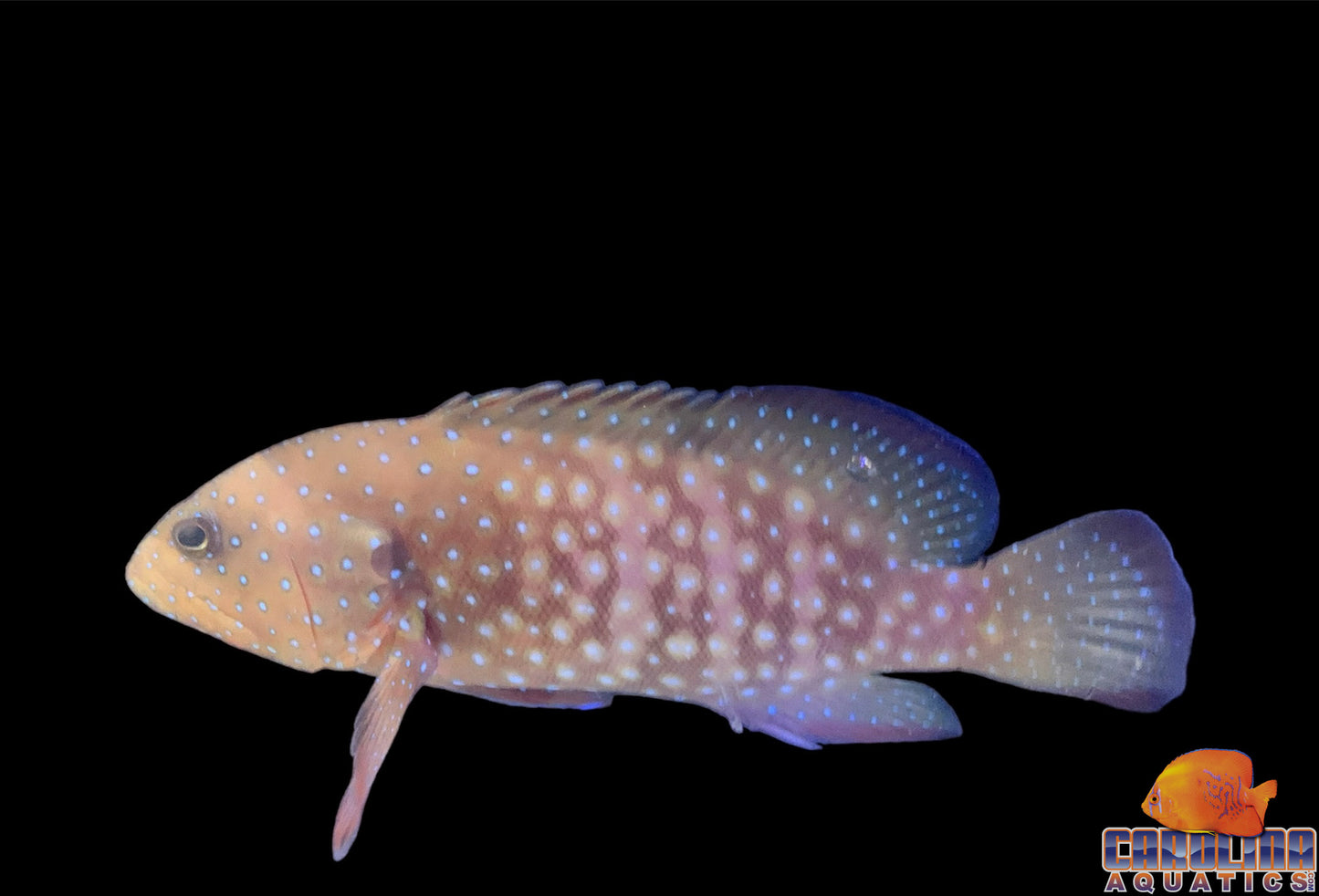 Grouper - Bluespotted Hind Md